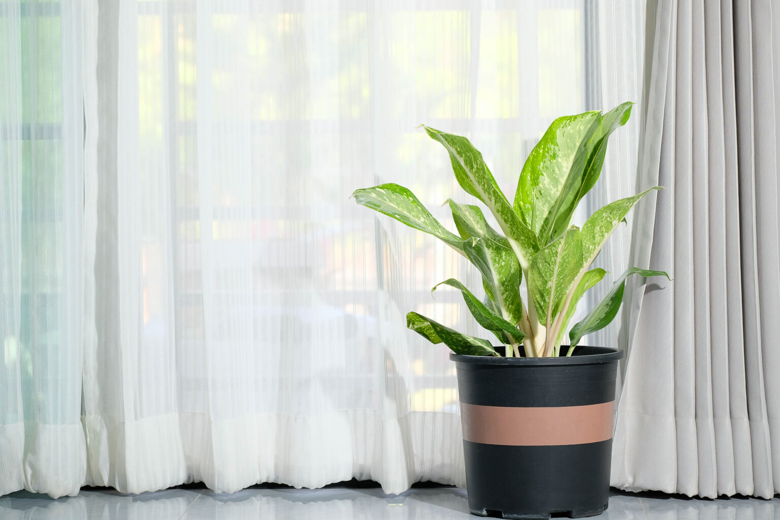 a green plant in a black pot